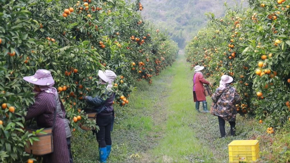 西部特色产业：串起经济“珍珠链”，点亮振兴“满天星”