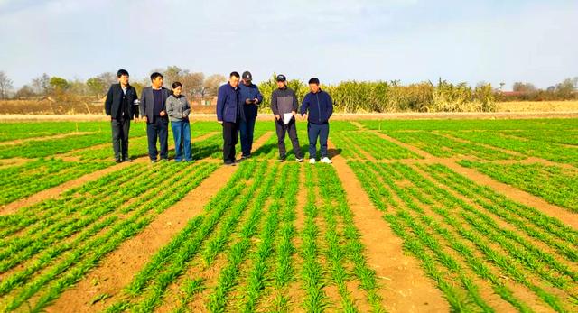 陕西西安：农技专家田间“把脉”护航小麦安全越冬