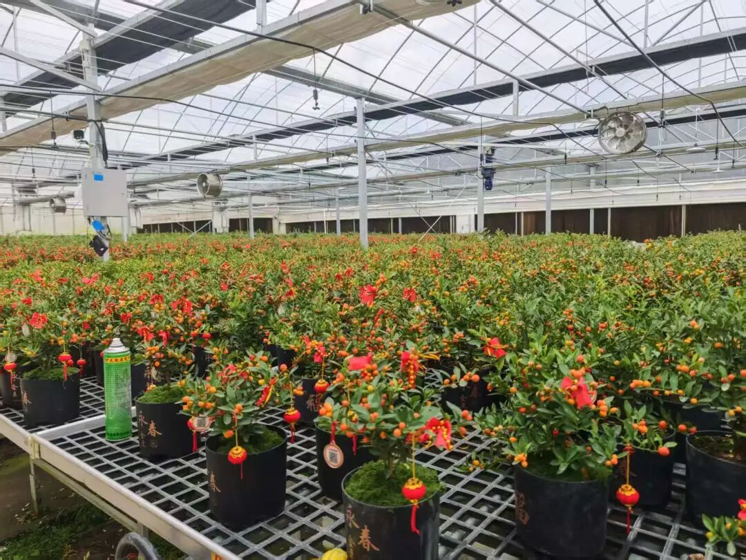 小果实筑牢致富链，乡村振兴添 “金” 彩！永春金豆入选国家级农业文化遗产候选名单